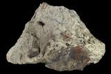 Fossil Triceratops Bone Section - North Dakota #117587-2